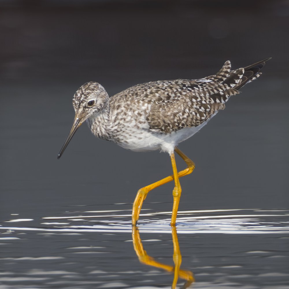 A bird walking in the water.