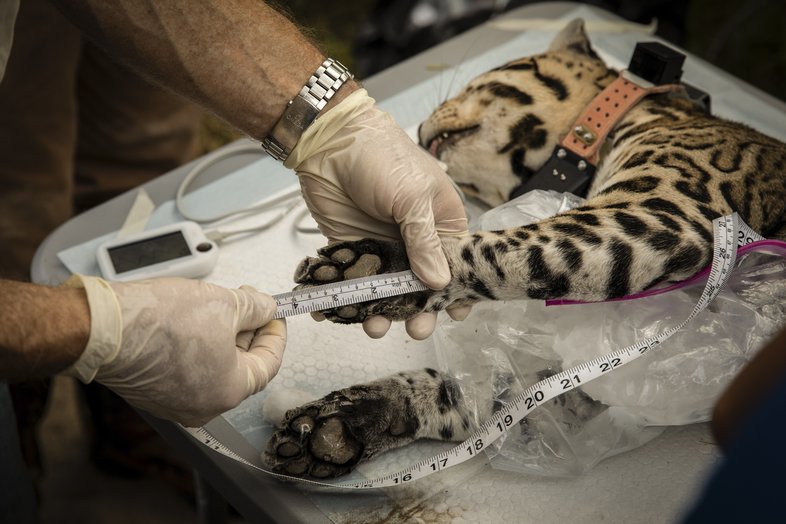 A scientist measuring an ocelot's paw.