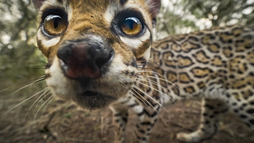 Closeup on an ocelot face.