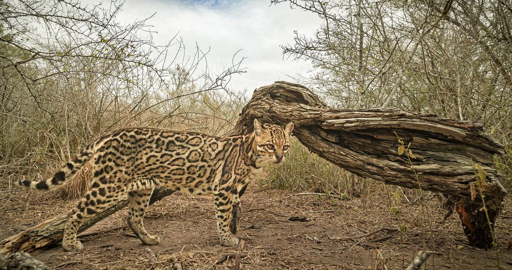 Ocelot standing by a fallen tree limb.