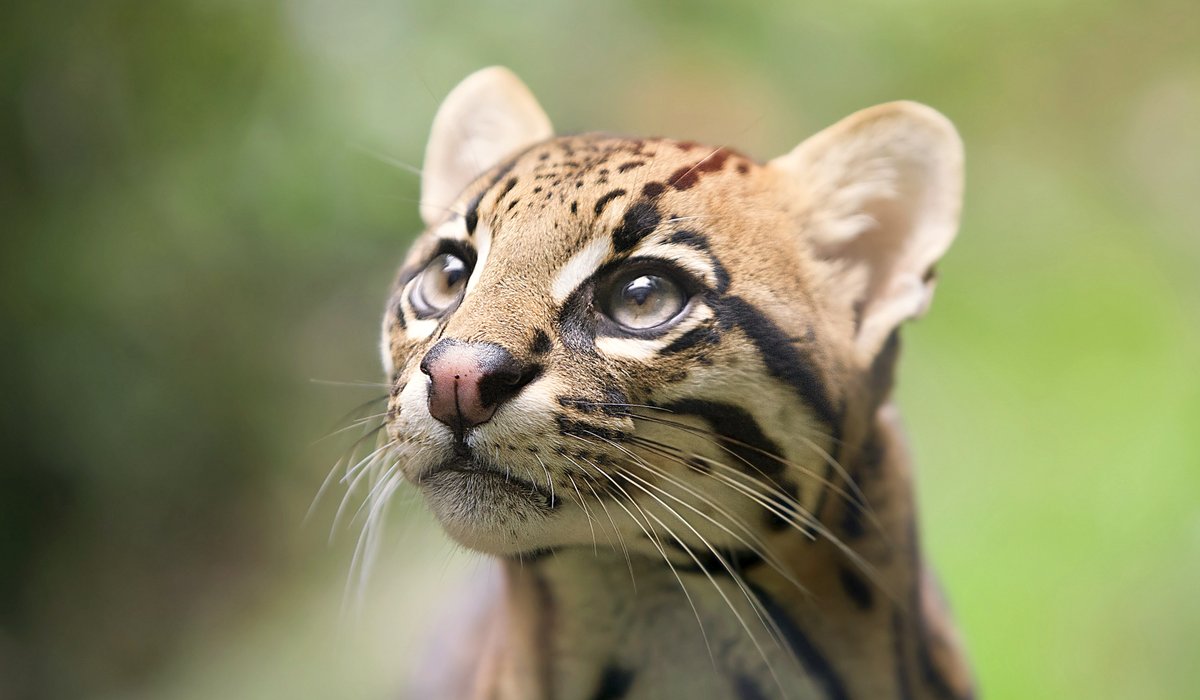 Ocelot head.