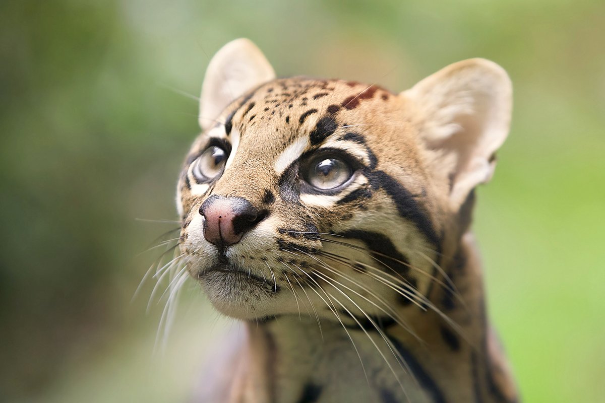 Ocelot head.