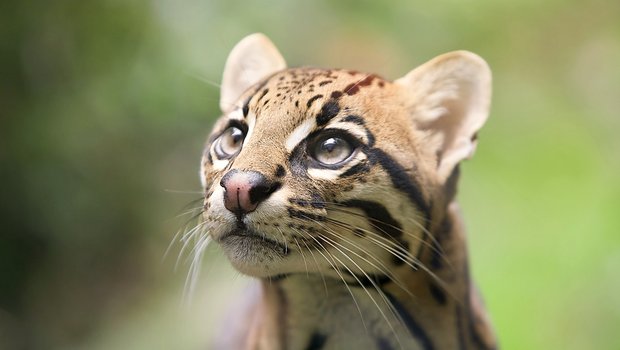 Ocelot head.