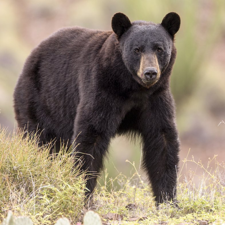 Black bear walking through the scrub.