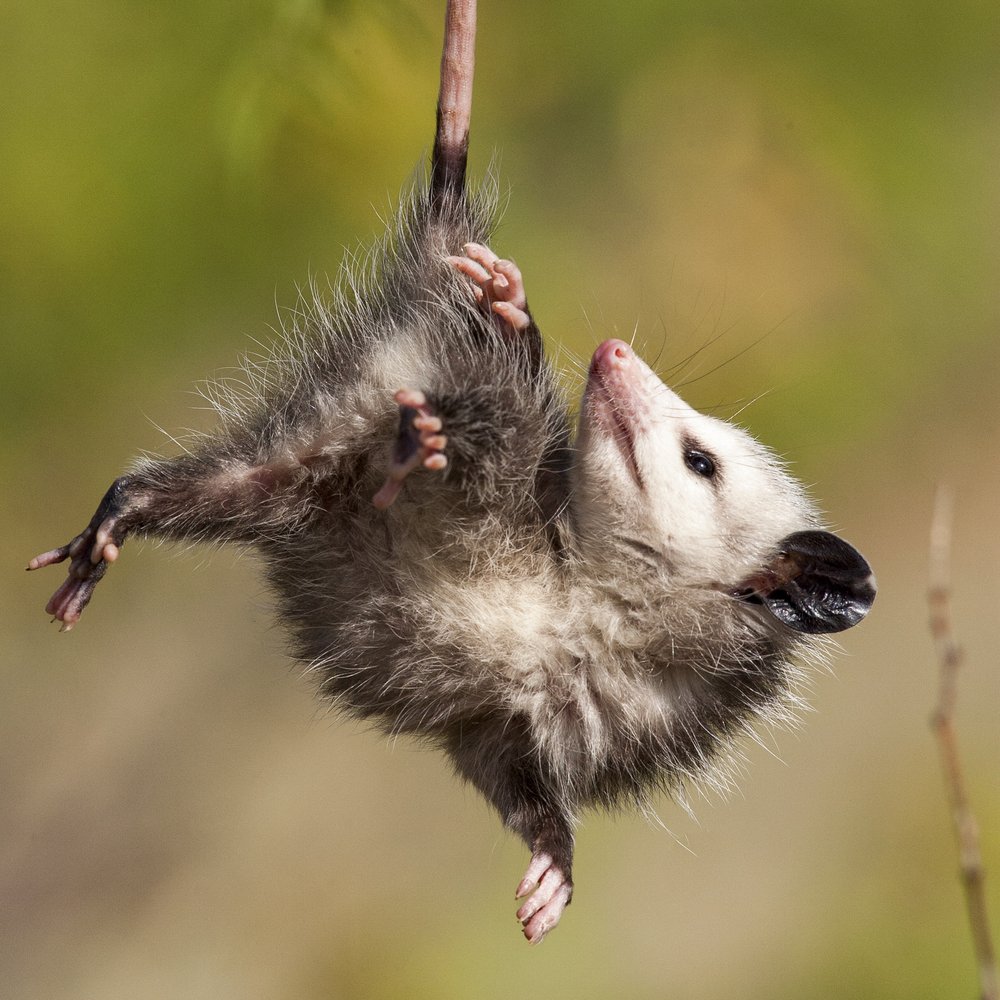 Opossum hanging from a branch by its tail.