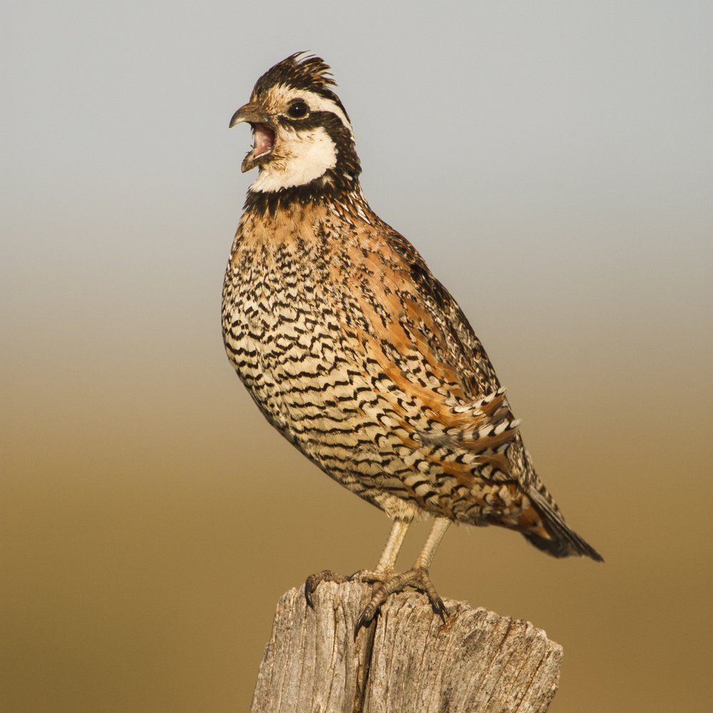 A male bobwhite quail perched on a stump.