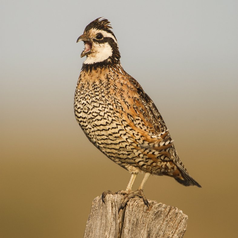 A male bobwhite quail perched on a stump.