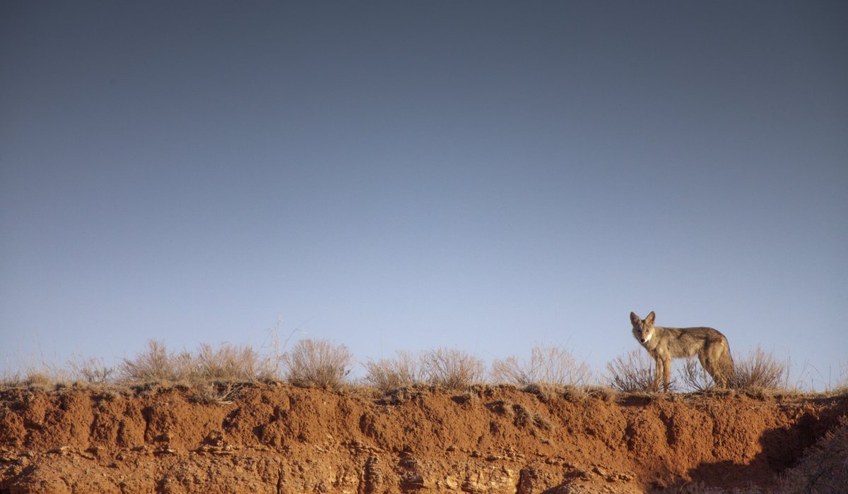 A coyote in a clearing.