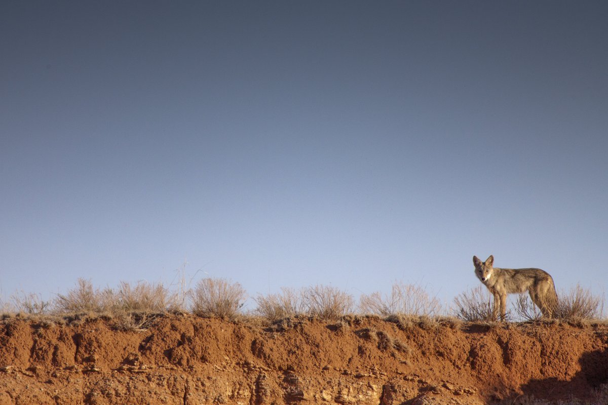 A coyote in a clearing.