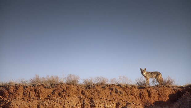A coyote in a clearing.