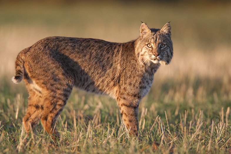 A bobcat in a field.