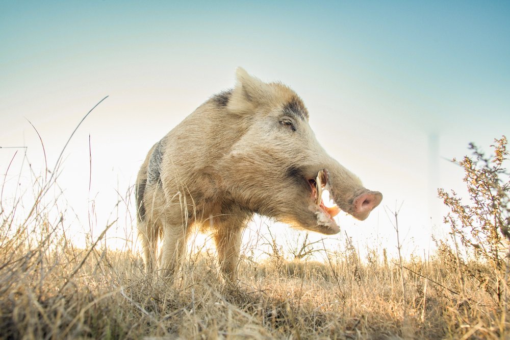 A feral pig in a field.