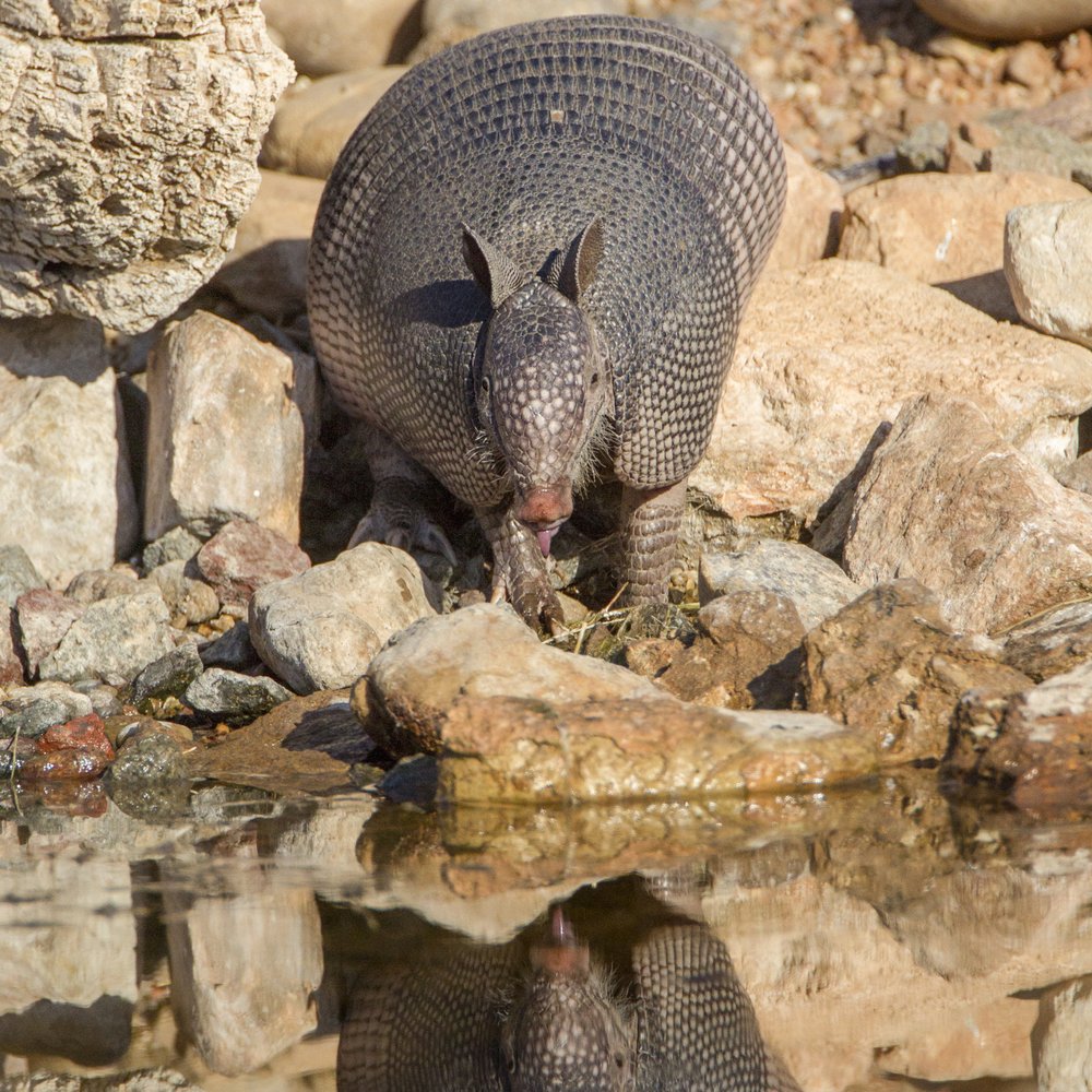 An armadillo on a rocky water bank being reflected in the water.