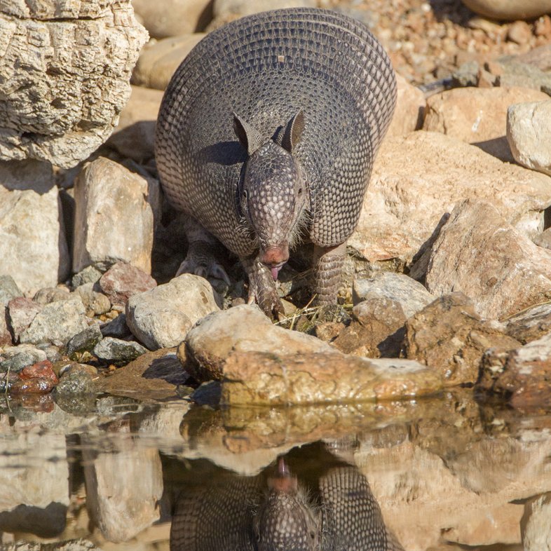 An armadillo on a rocky water bank being reflected in the water.