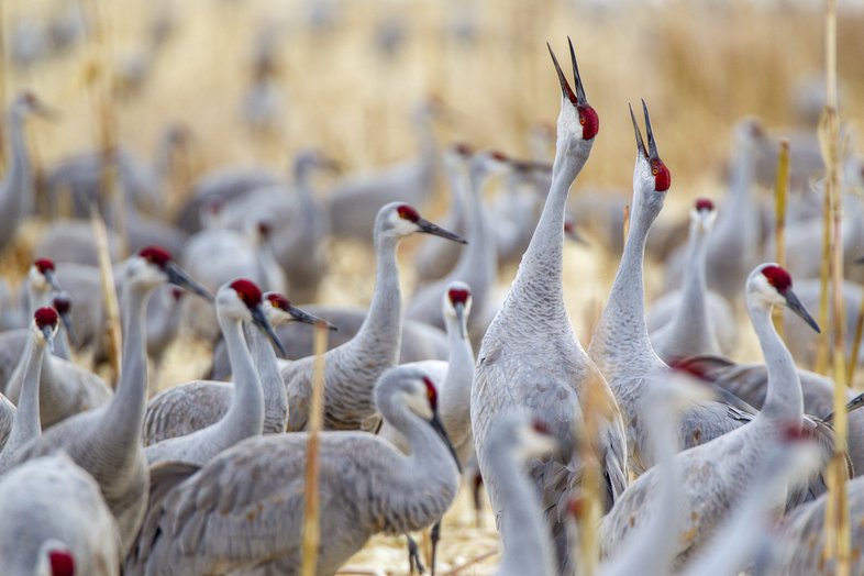 Sandhill cranes gather with heads high.