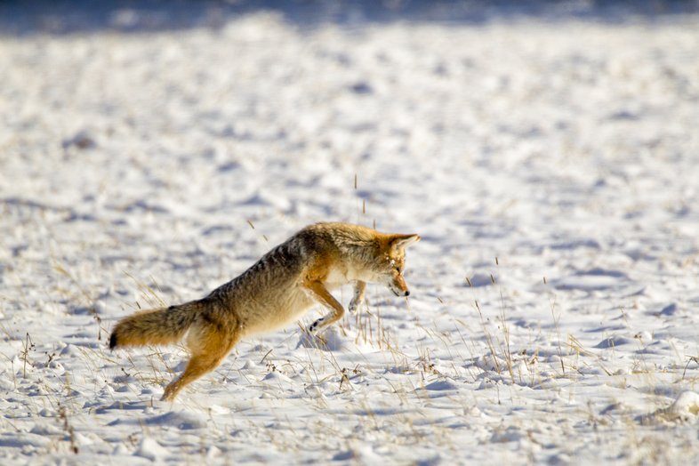 Coyote pouncing in the snow.