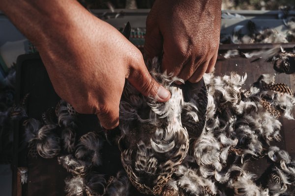 Hands removing feathers from a bird.