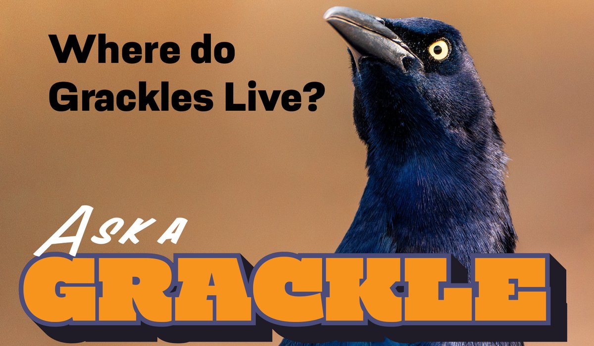 Picture of a Grackle with the title "Where do grackles live?"