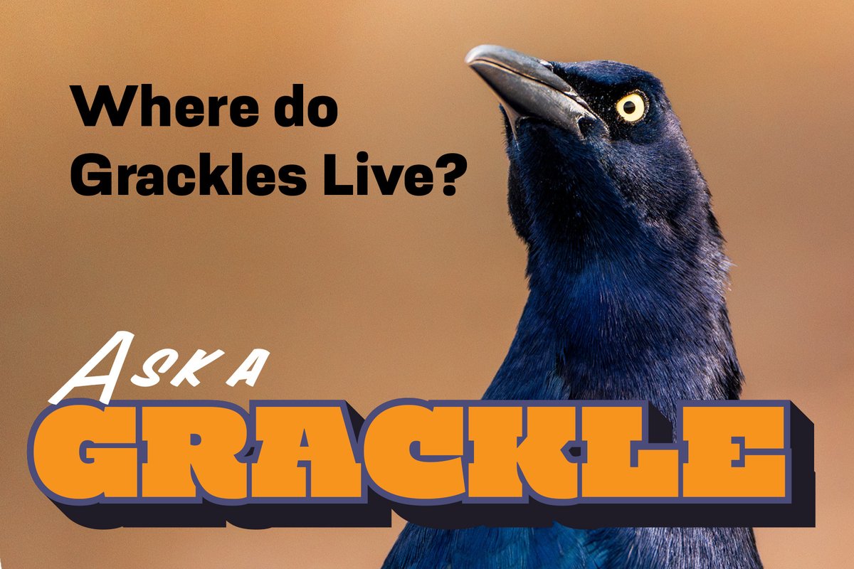 Picture of a Grackle with the title "Where do grackles live?"