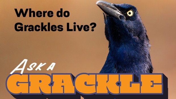 Picture of a Grackle with the title "Where do grackles live?"