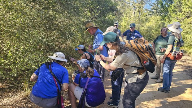 Texas citizen scientists taking photos on a trail through the woods.