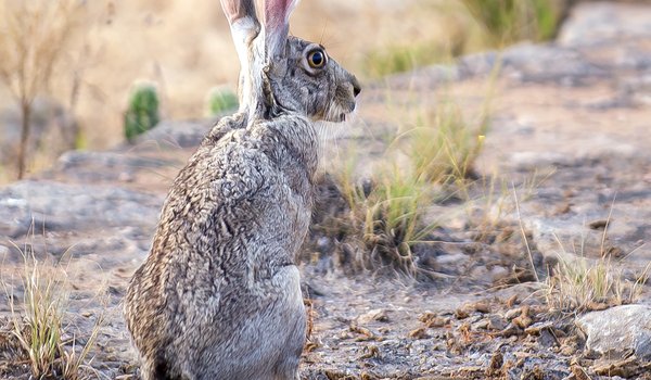 A view of a jackrabbit from behind.