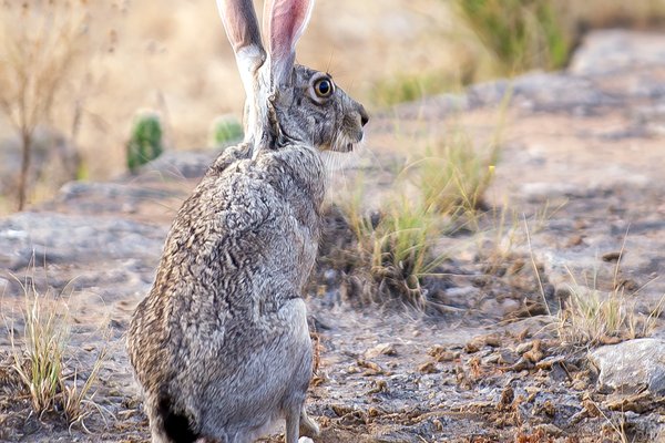 A view of a jackrabbit from behind.
