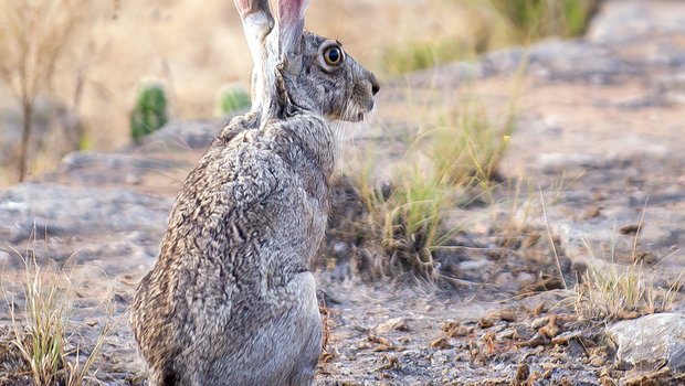 A view of a jackrabbit from behind.