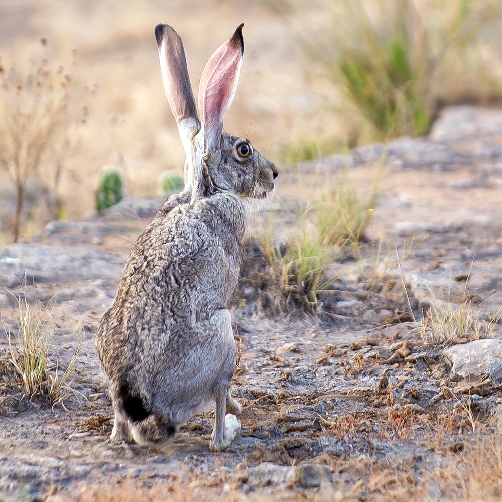 A view of a jackrabbit from behind.