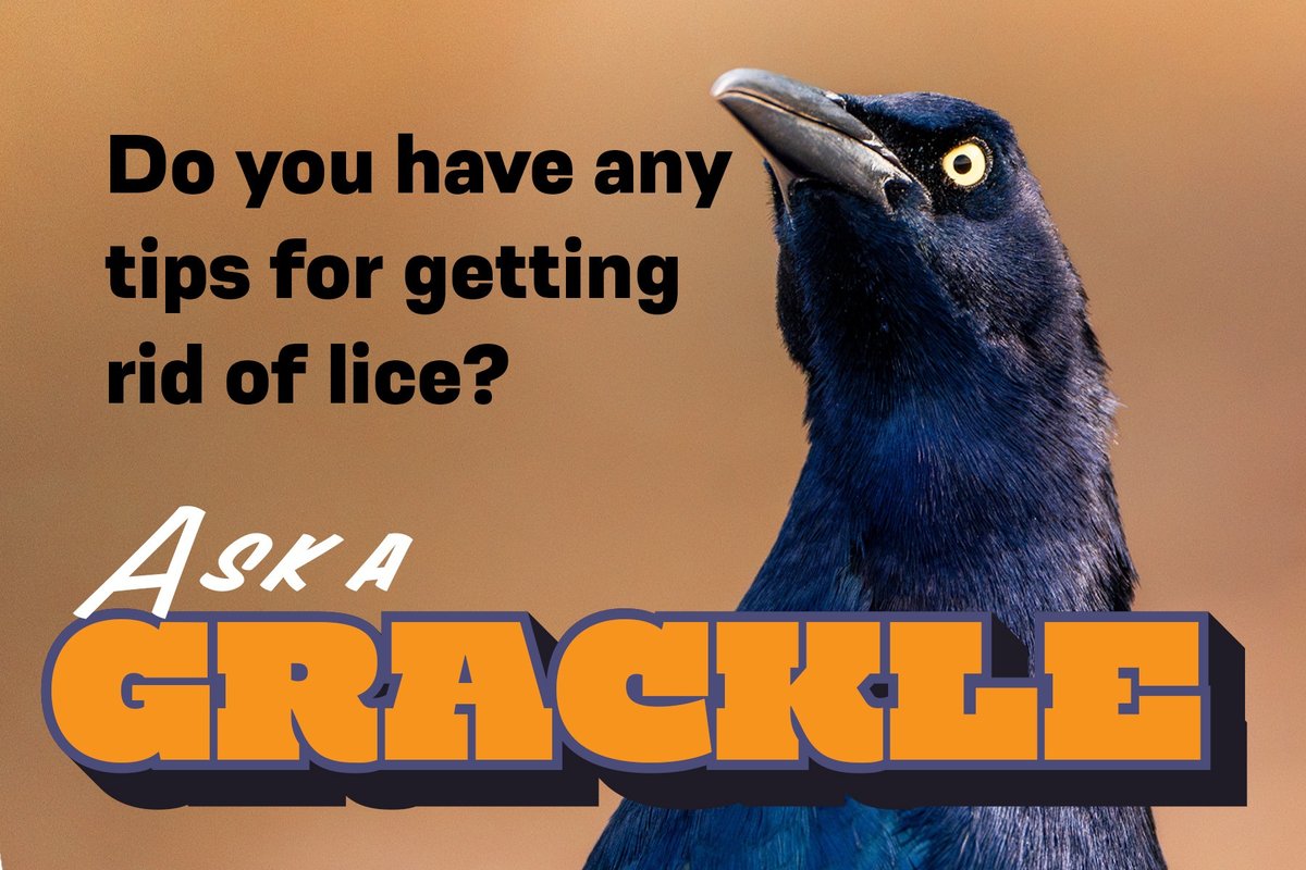 0324_AskGrackle_Lice