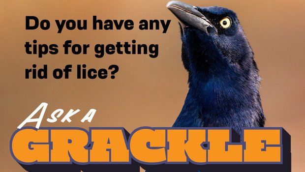 0324_AskGrackle_Lice