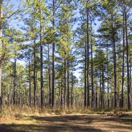A dense forest of pine trees.