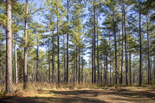 A dense forest of pine trees.