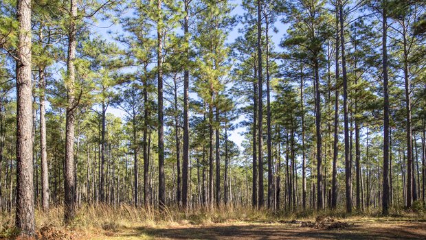 A dense forest of pine trees.
