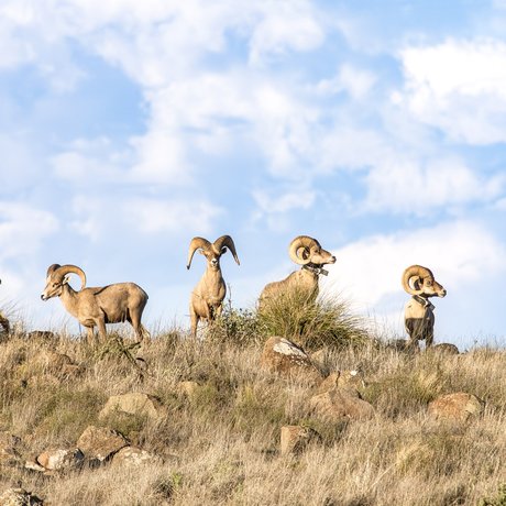 0325_F-BHS_Bighorn Sheep_ (1)_ChaseFountainTPWD