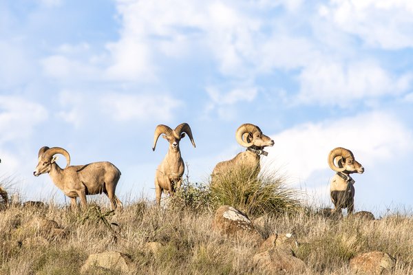 0325_F-BHS_Bighorn Sheep_ (1)_ChaseFountainTPWD