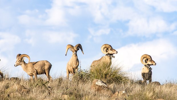 0325_F-BHS_Bighorn Sheep_ (1)_ChaseFountainTPWD