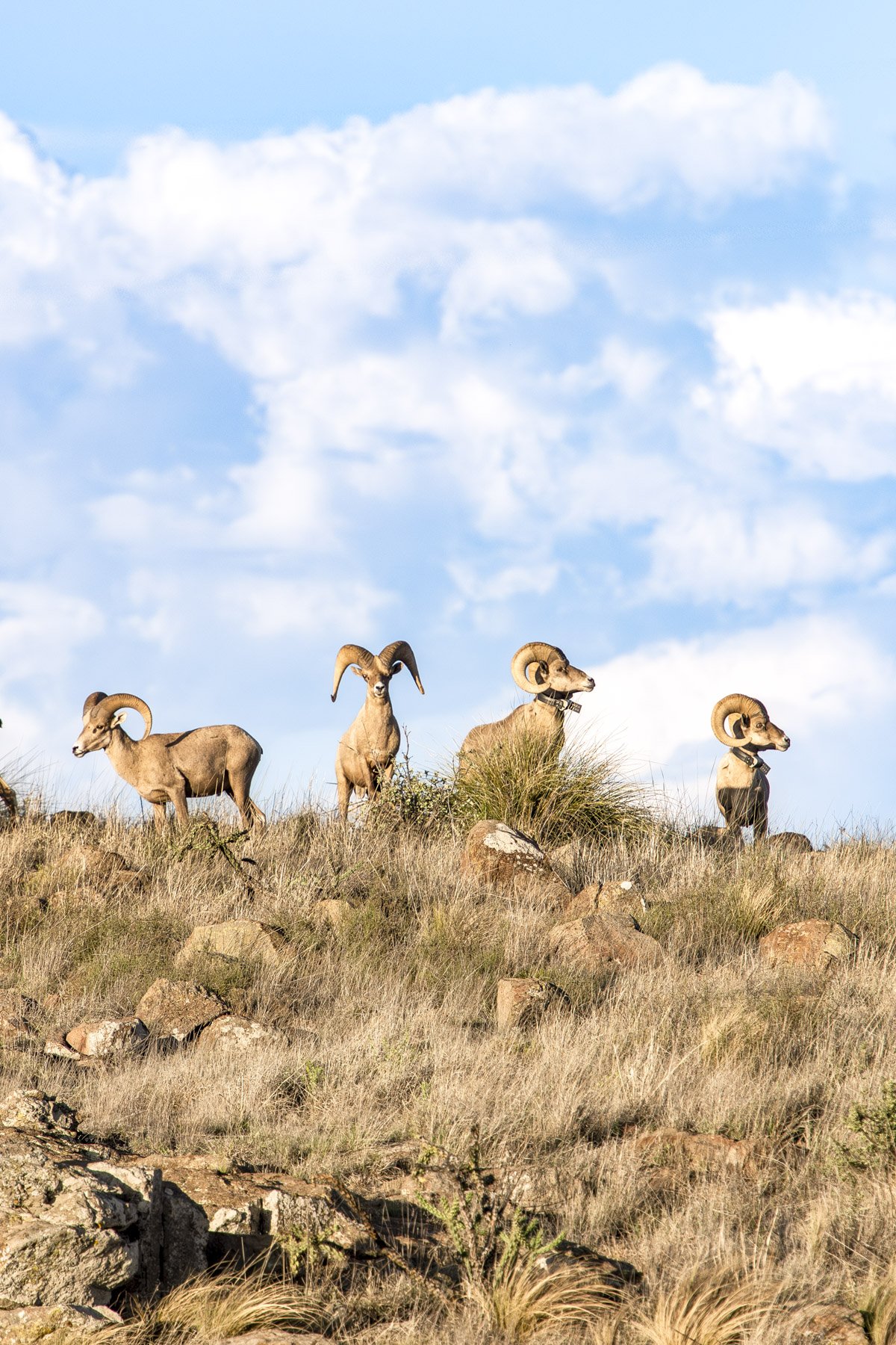 Bighorns Are Moved to El Paso's Franklin Mountains - Texas Parks