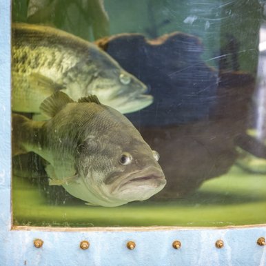 0325_F-Sharelunker_54062775016_c54e9e68e3_o_ChaseFountainTPWD