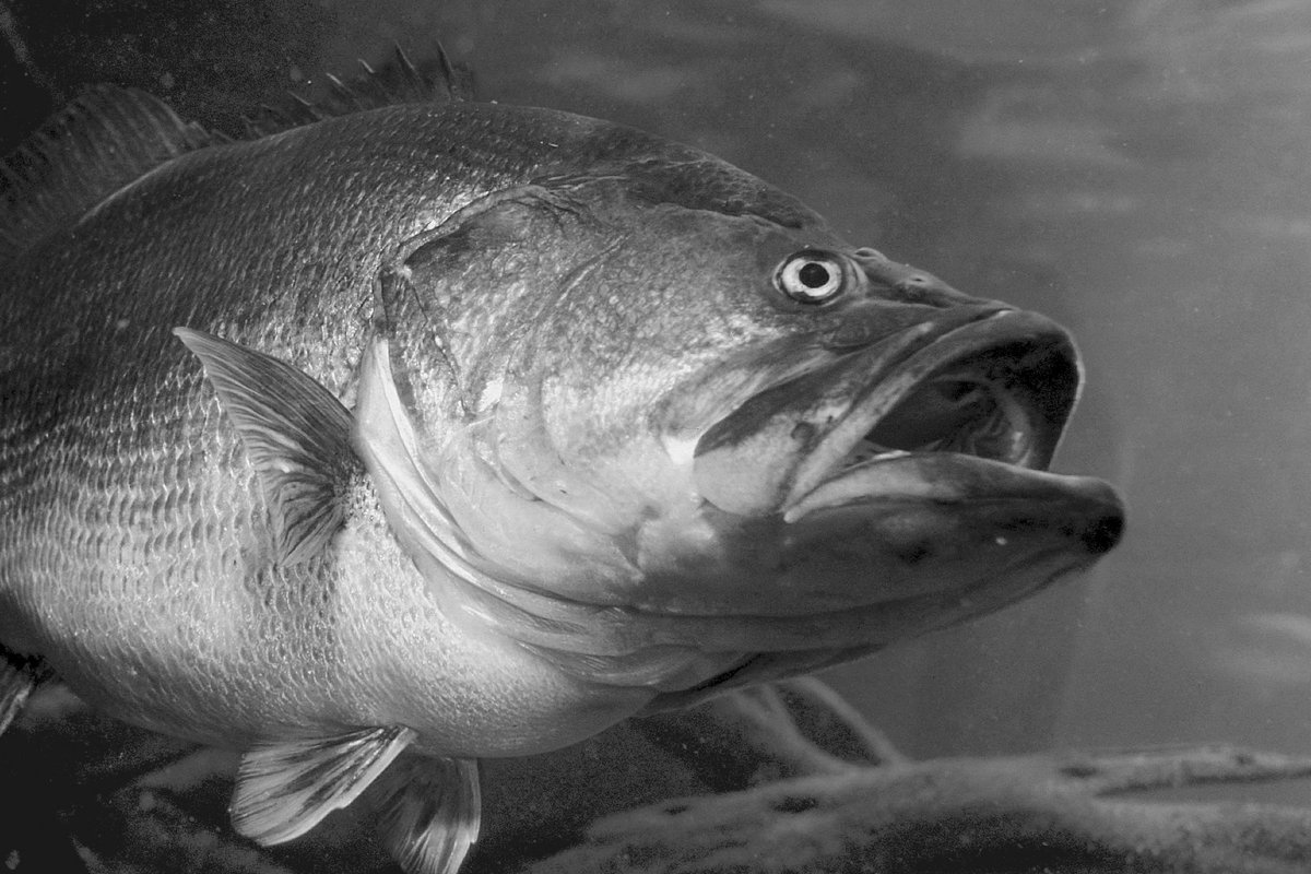 Large bass swimming in the water.