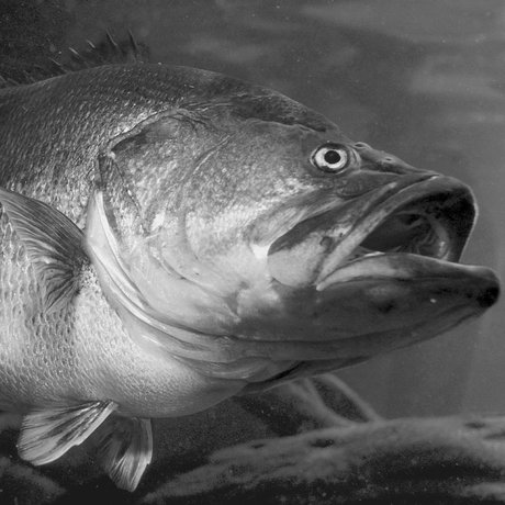 Large bass swimming in the water.
