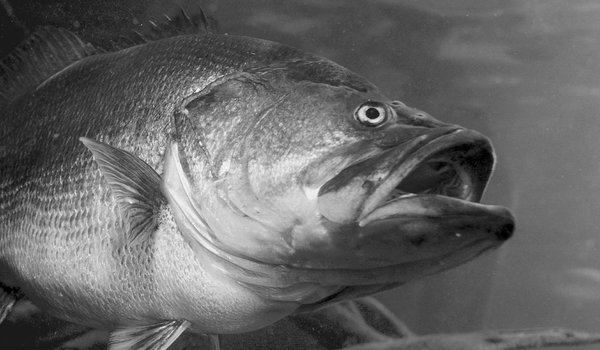 Large bass swimming in the water.