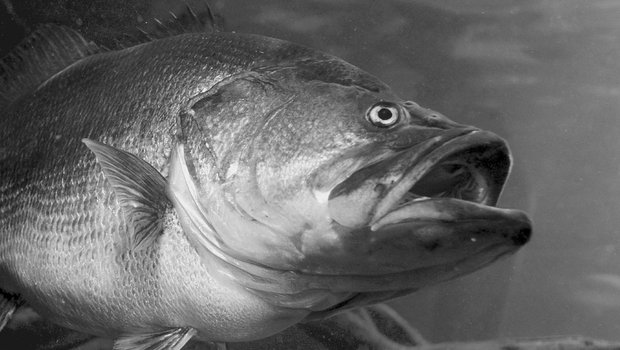 Large bass swimming in the water.
