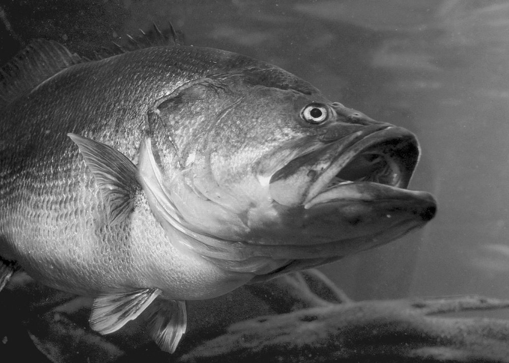 Large bass swimming in the water.