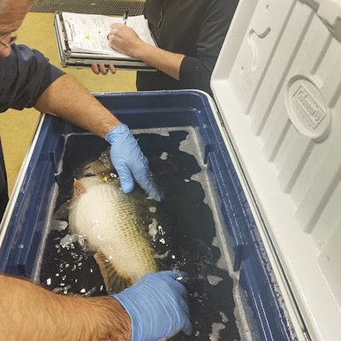 0325_F-Sharelunker_Treating and collecting data_TPWD
