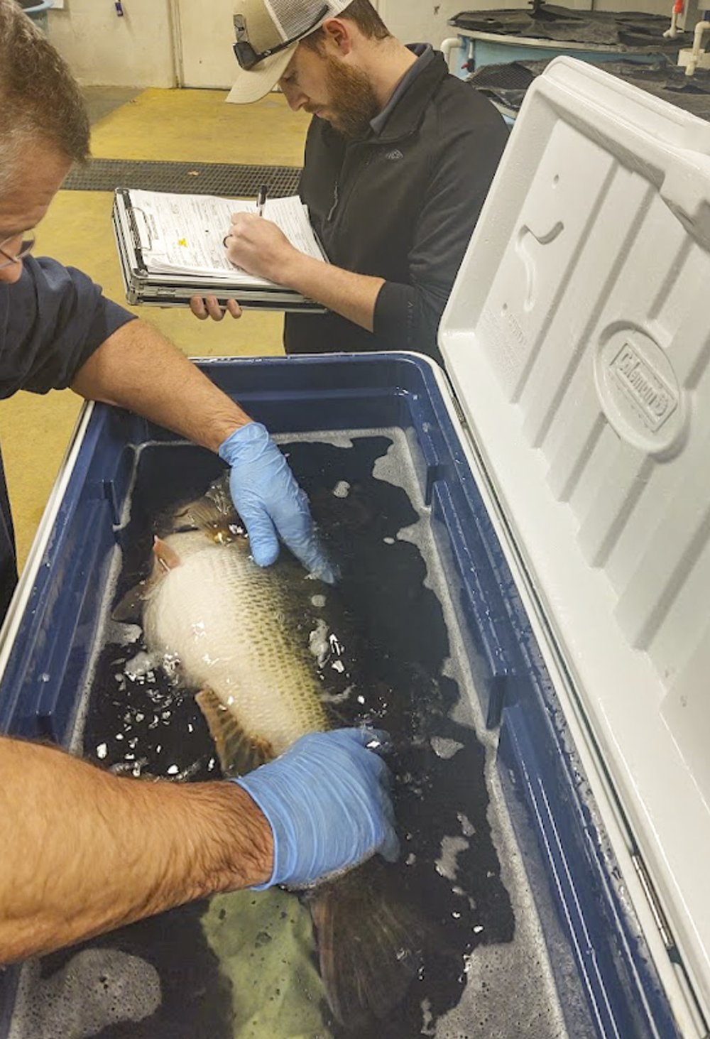 0325_F-Sharelunker_Treating and collecting data_TPWD
