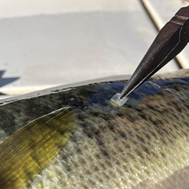 0325_F-Sharelunker_taking-genetic-sample.width-500_TPWD