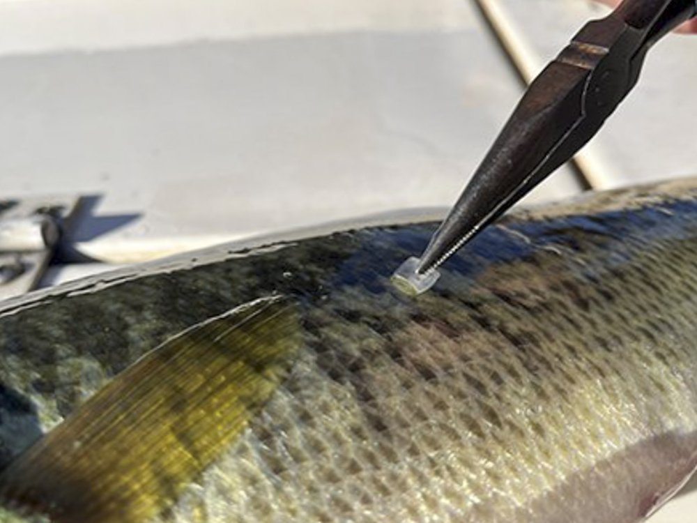0325_F-Sharelunker_taking-genetic-sample.width-500_TPWD