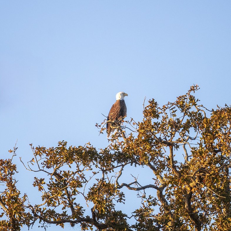 0325_PP-LakeSomerville_LakeSomerville1_MaeganLanhamTPWD