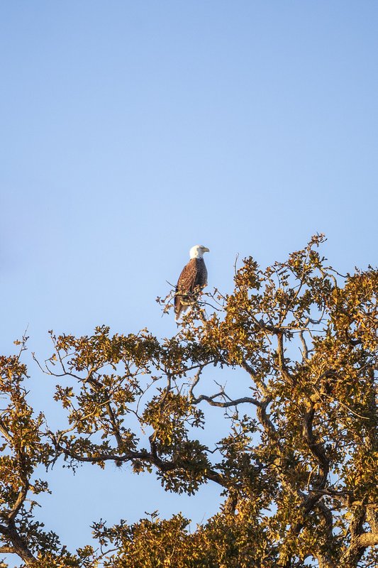0325_PP-LakeSomerville_LakeSomerville1_MaeganLanhamTPWD